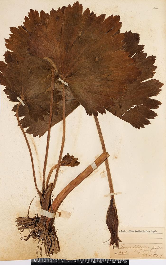 Ranunculus cortusifolius Willd.