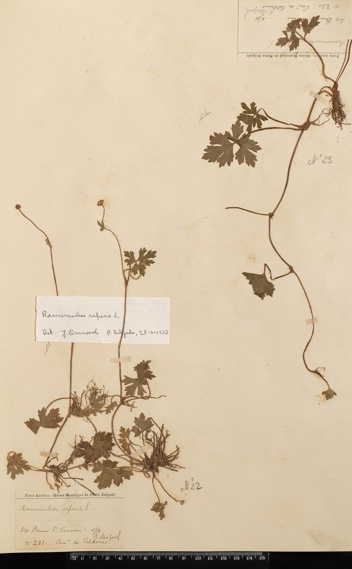 Ranunculus repens L.;Ranunculus repens L.