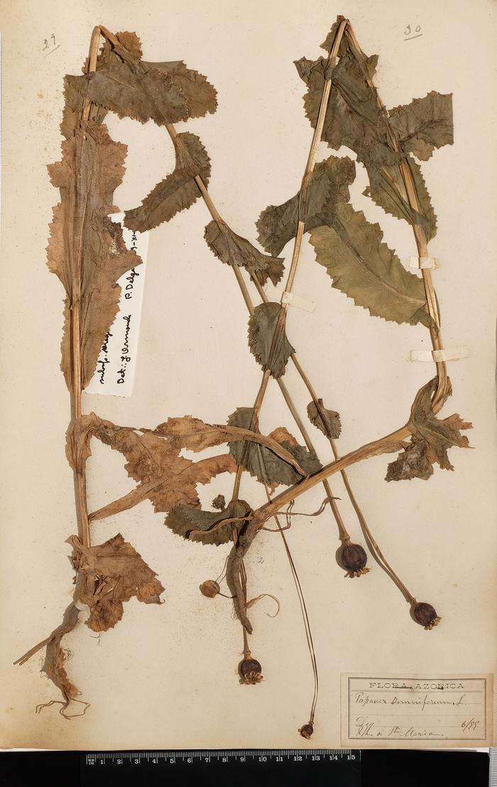 Papaver somniferum L. subsp. setigerum (DC.) Corb.