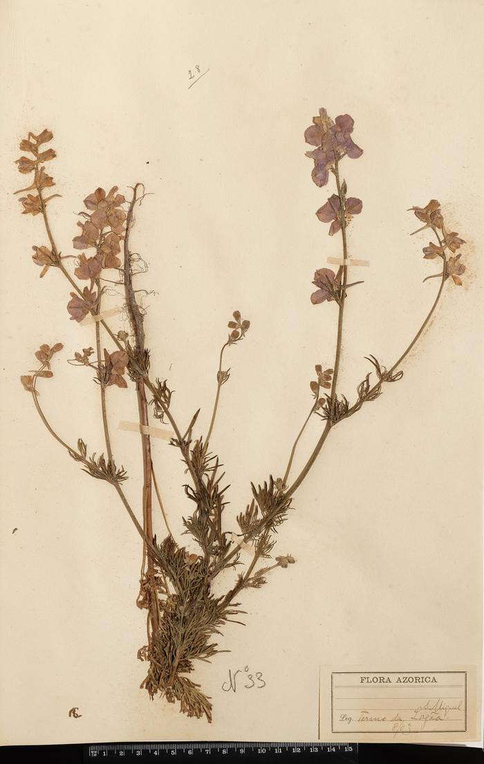 Consolida ajacis (L.) Schur