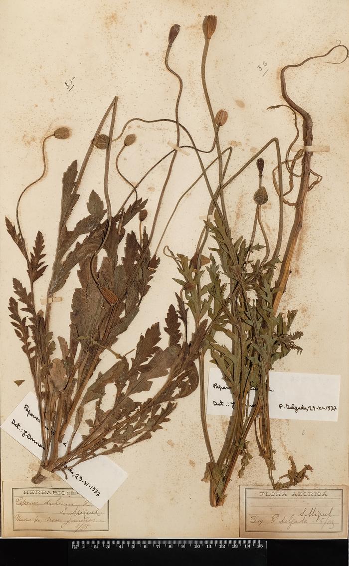 Papaver dubium L.