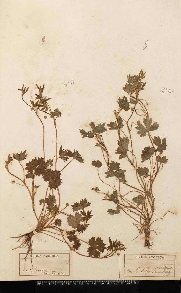 Ranunculus parviflorus L.
