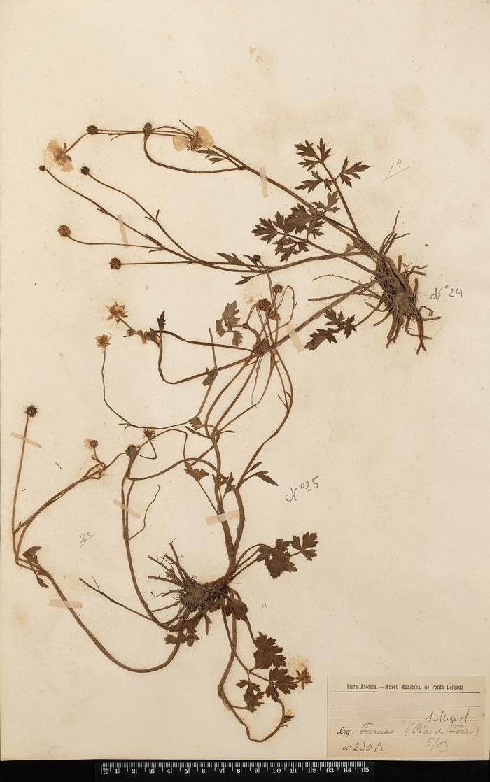 Ranunculus repens L.