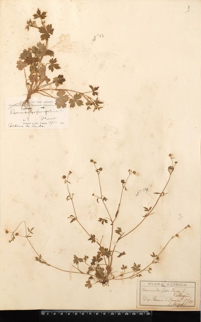 Ranunculus parviflorus L.