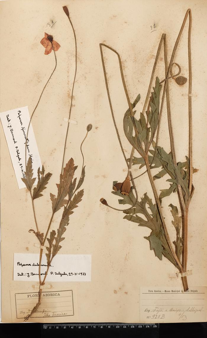 Papaver dubium L.;Papaver pinnatifidum Moris