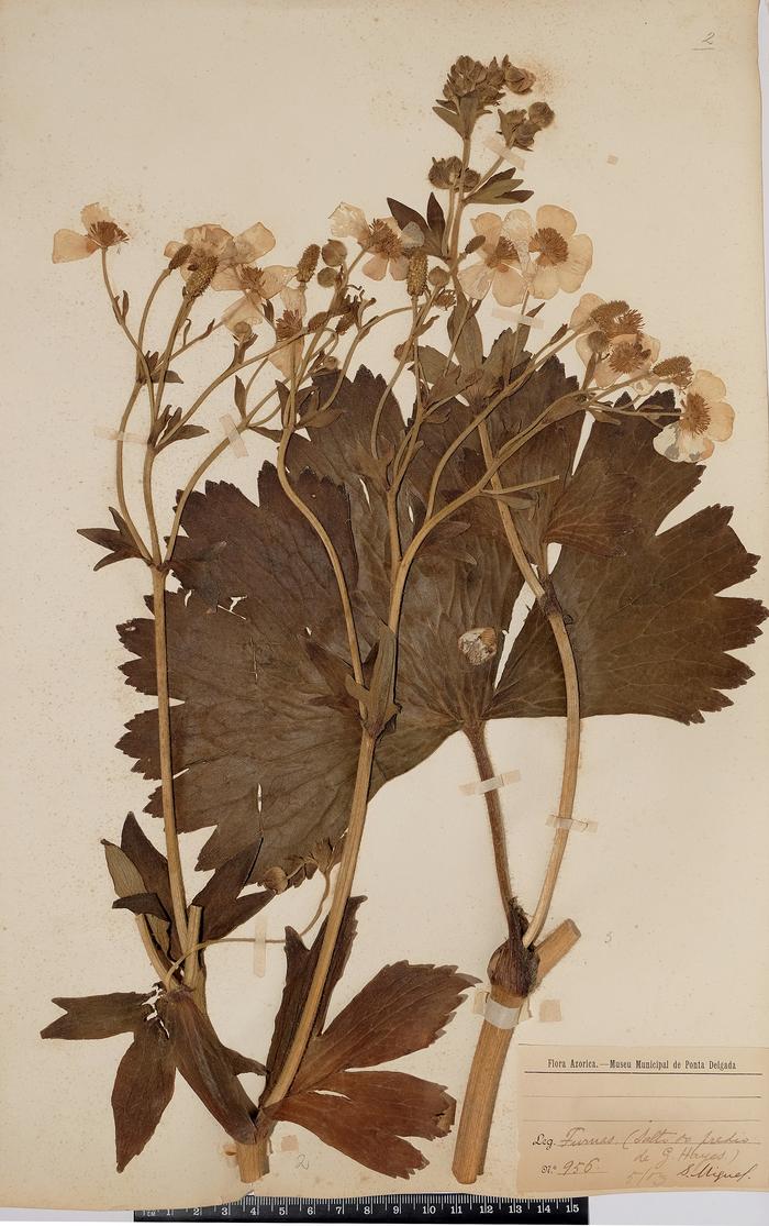 Ranunculus cortusifolius Willd.