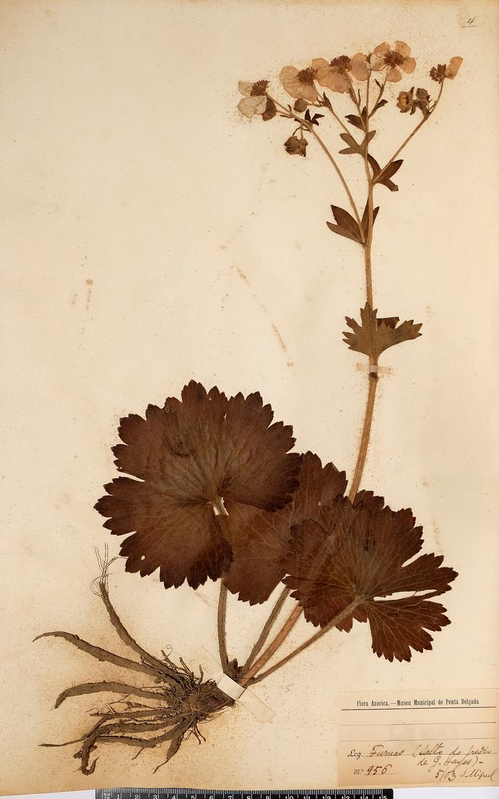 Ranunculus cortusifolius Willd.