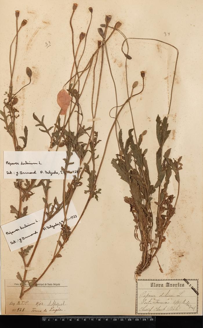 Papaver dubium L.