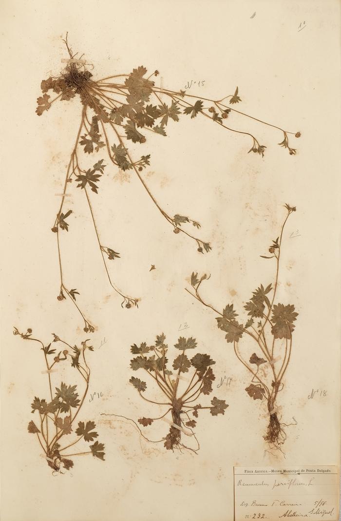 Ranunculus parviflorus L.