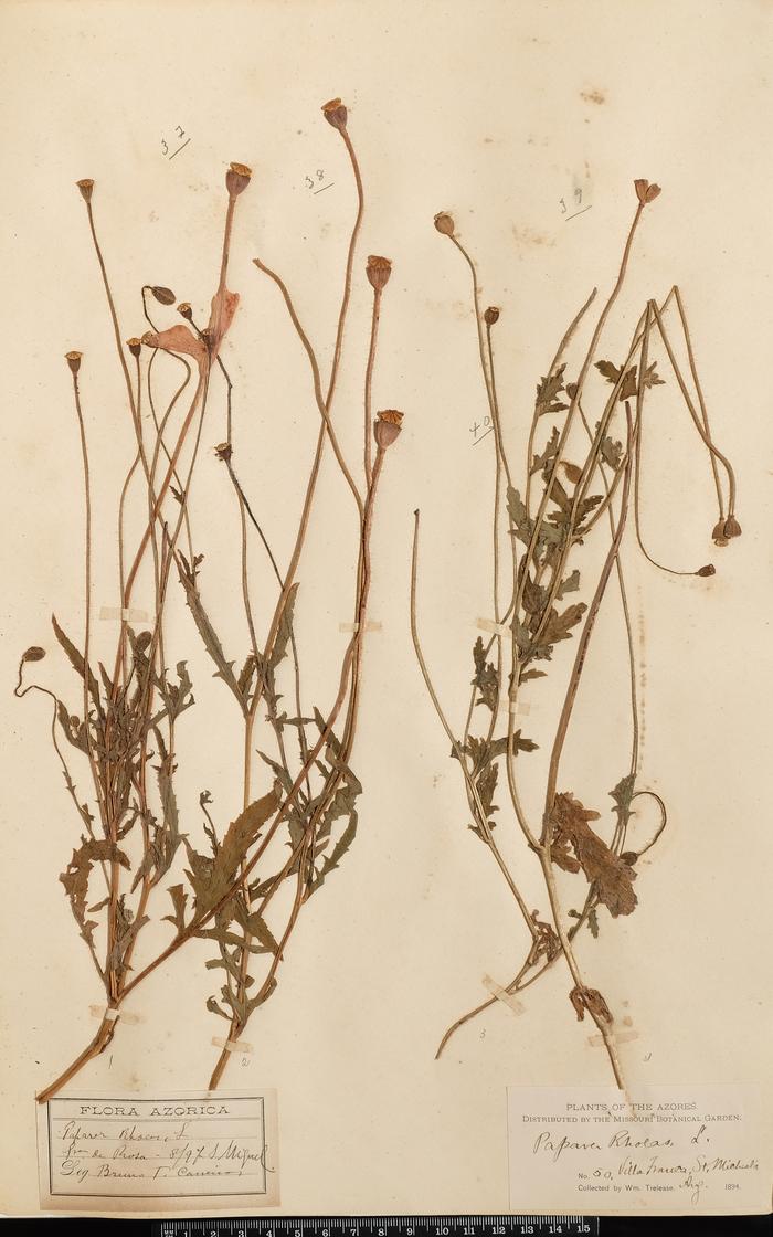 Papaver rhoeas L.;Papaver rhoeas L.