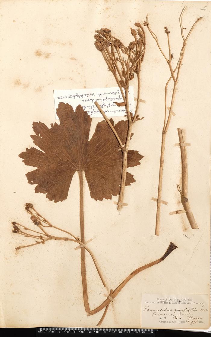 Ranunculus cortusifolius Willd.