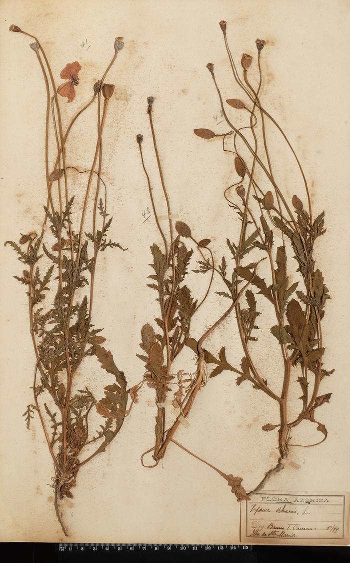 Papaver rhoeas L.