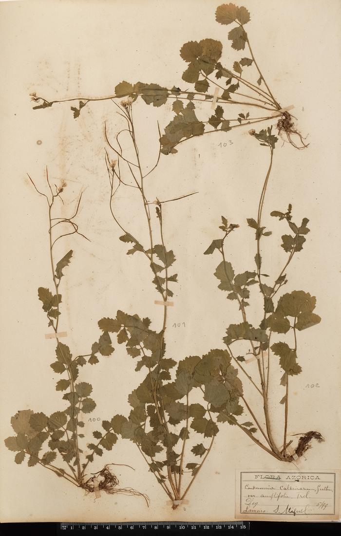 Cardamine caldeirarum Guthn. var. amplifolia Trel.