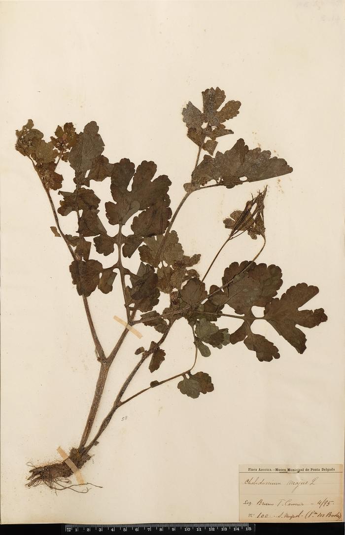 Chelidonium majus L.
