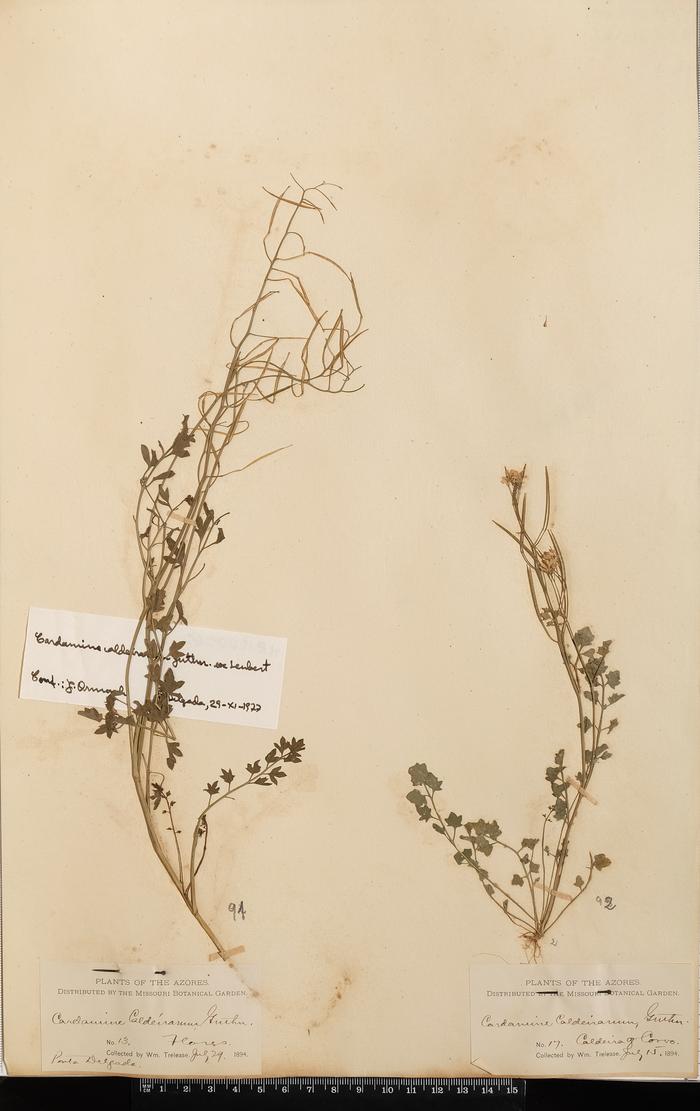 Cardamine caldeirarum Guthn. ex Seub.;Cardamine caldeirarum Guthn. ex Seub.