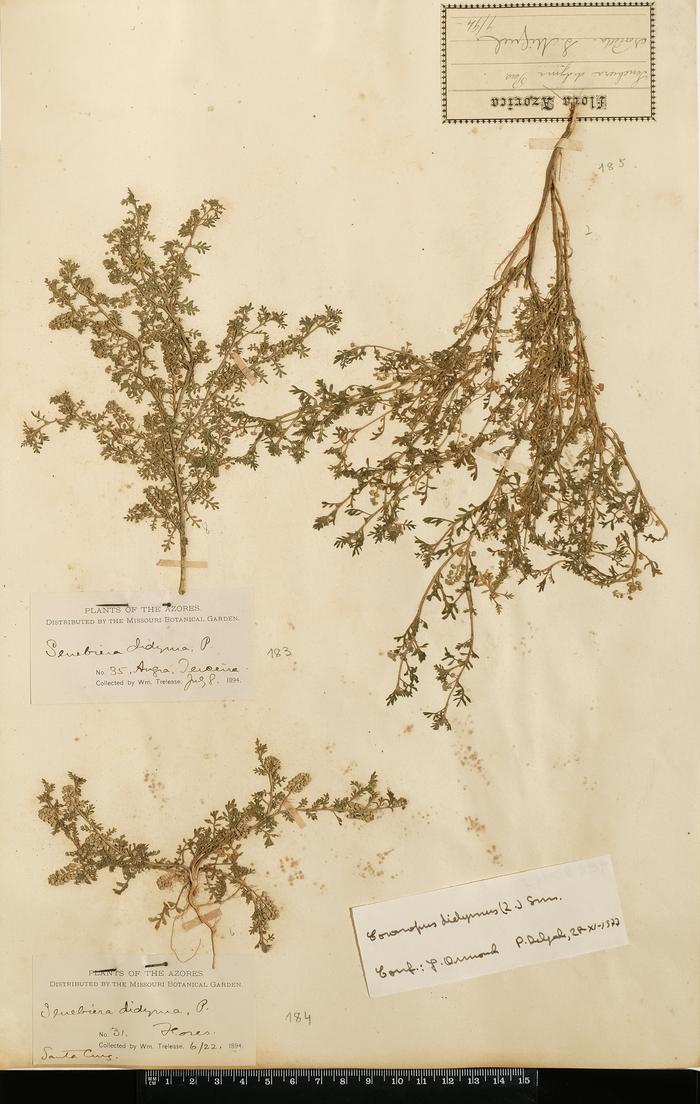 Lepidium didymum L.;Lepidium didymum L.;Lepidium didymum L.