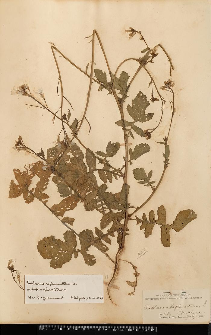 Raphanus raphanistrum L.