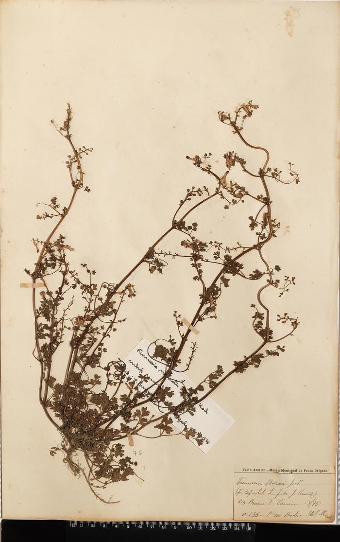 Fumaria muralis subsp. boraei (Jord.) Pugsley