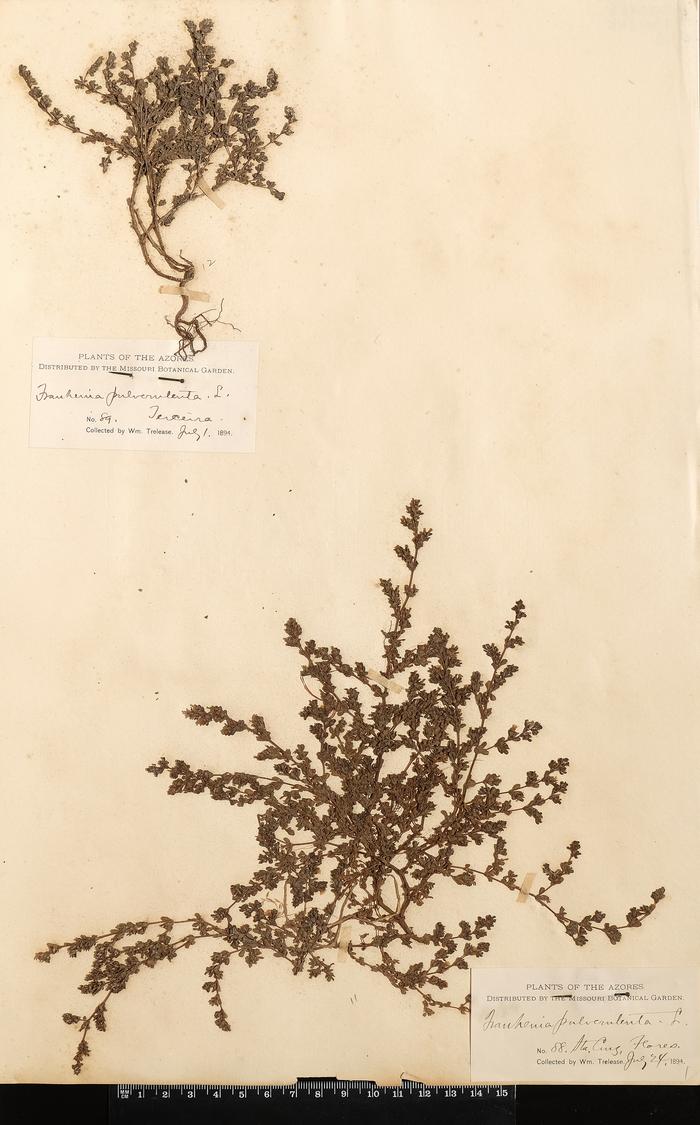 Frankenia pulverulenta L.