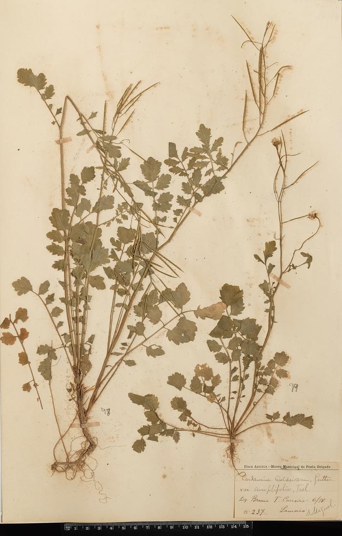 Cardamine caldeirarum Guthn. var. amplifolia Trel.