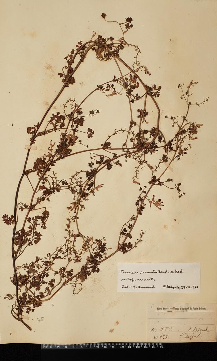 Fumaria muralis subsp. boraei (Jord.) Pugsley