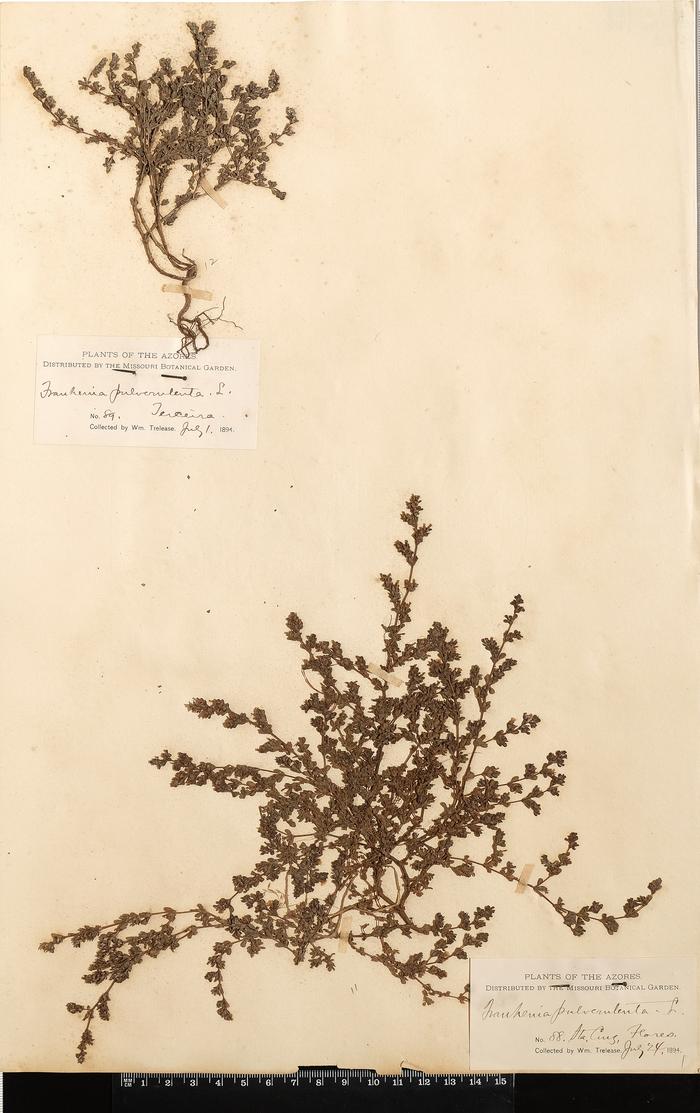 Frankenia pulverulenta L.