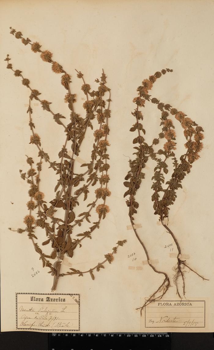 Mentha pulegium L.;Mentha pulegium L.
