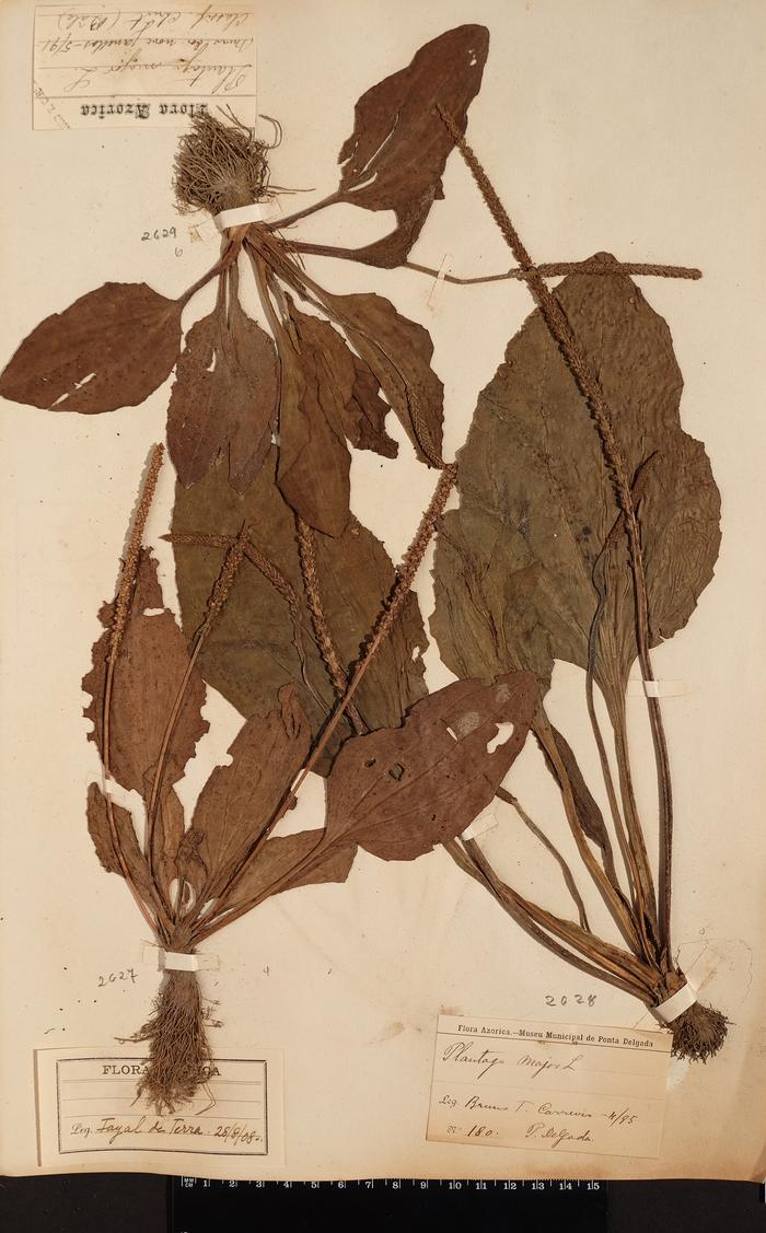 Plantago major L.