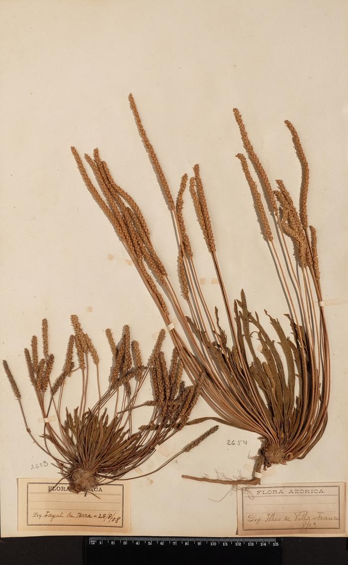 Plantago coronopus L.