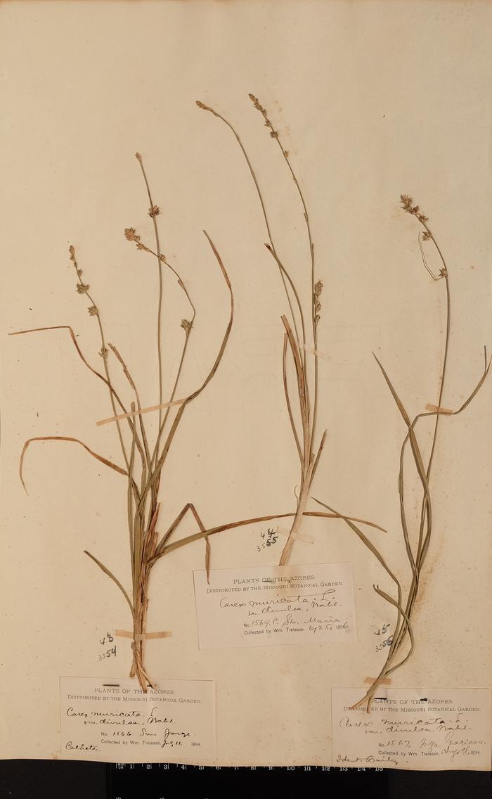 Carex divulsa Stokes subsp. divulsa;Carex divulsa Stokes subsp. divulsa