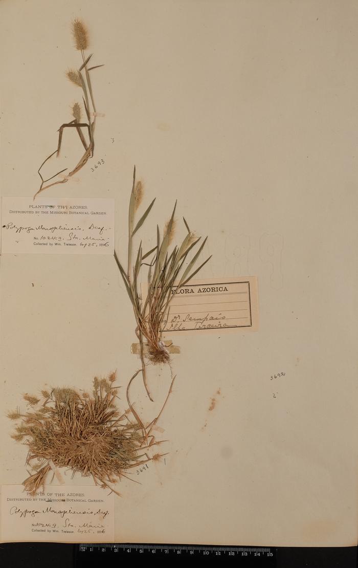 Polypogon monspeliensis (L.) Desf.;Polypogon monspeliensis (L.) Desf.