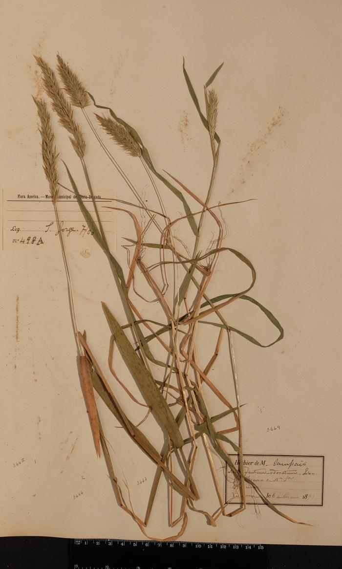 Anthoxanthum odoratum L.