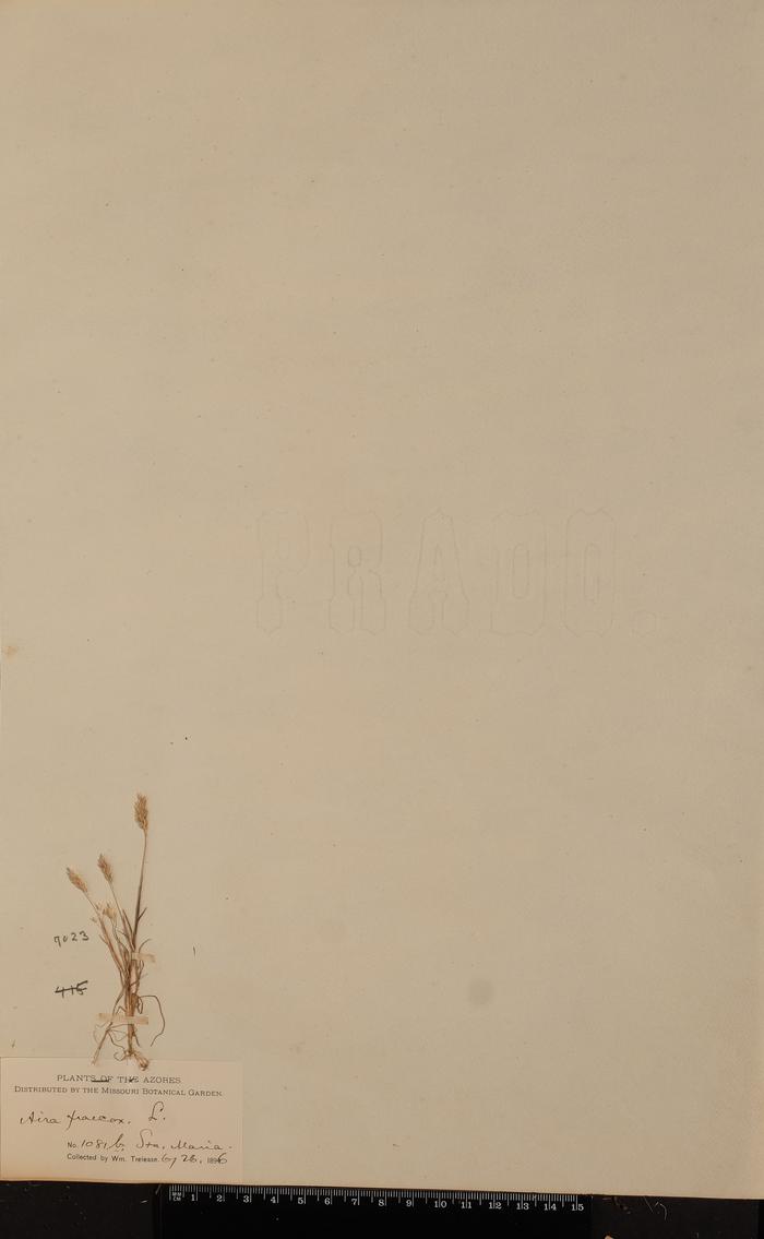Aira praecox L.