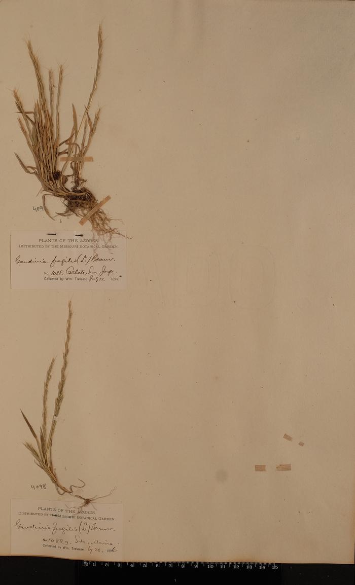 Gaudinia fragilis (L.) P. Beauv.