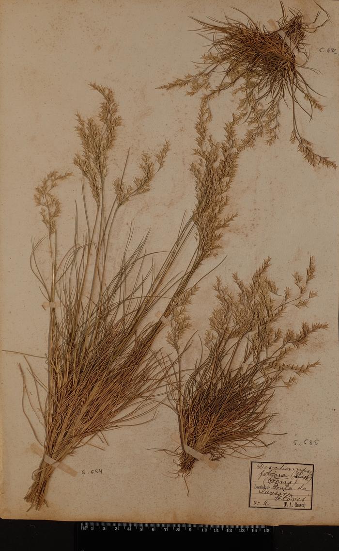 Deschampsia foliosa Hack.