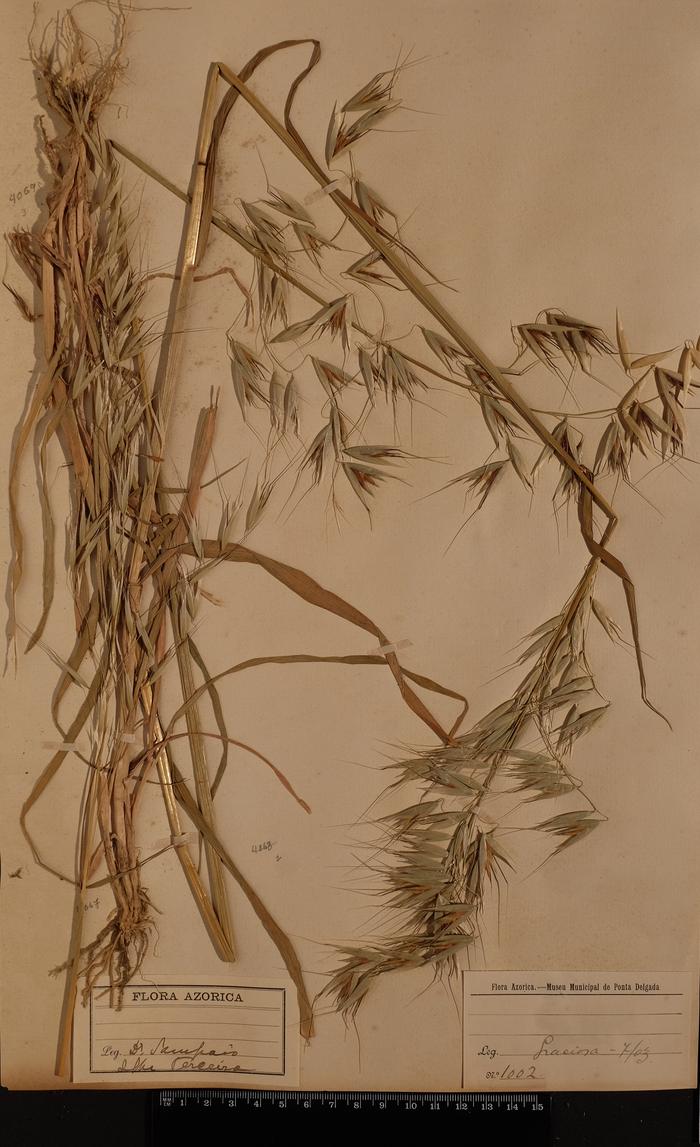 Avena barbata Pott ex Link