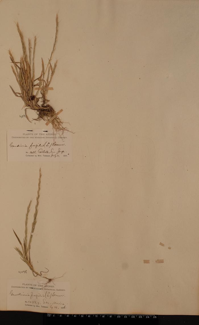 Gaudinia fragilis (L.) P. Beauv.