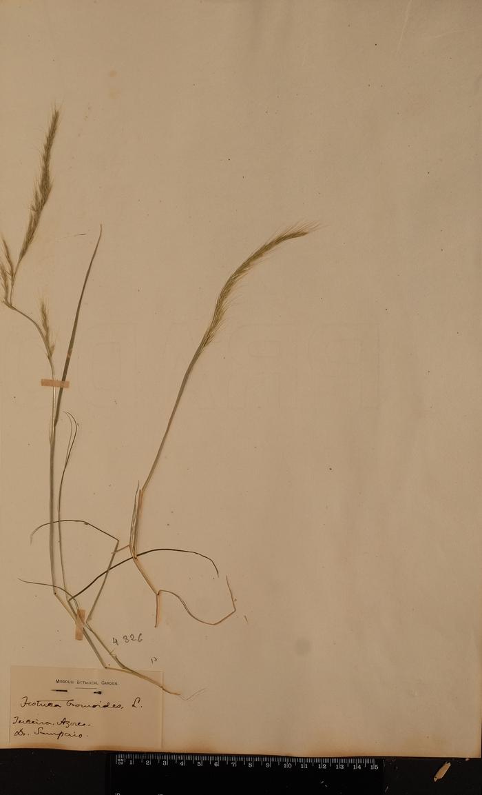 Vulpia myuros (L.) C. C. Gmel.