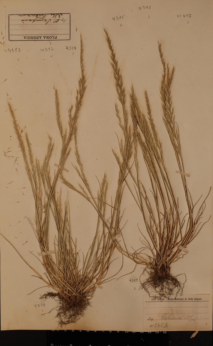 Vulpia myuros (L.) C. C. Gmel.