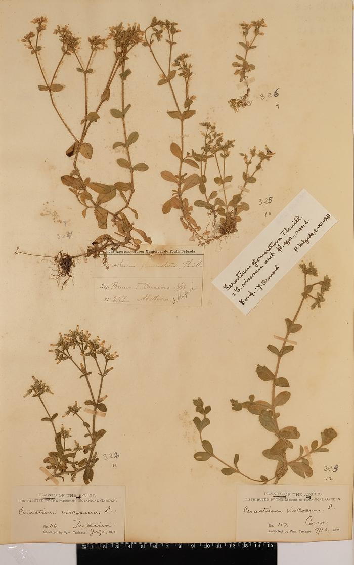 Cerastium glomeratum Thuill.