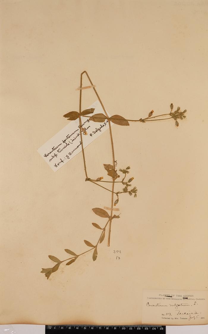 Cerastium fontanum Baumg. subsp. vulgare (Hartm.) Greuter &amp; Burd.