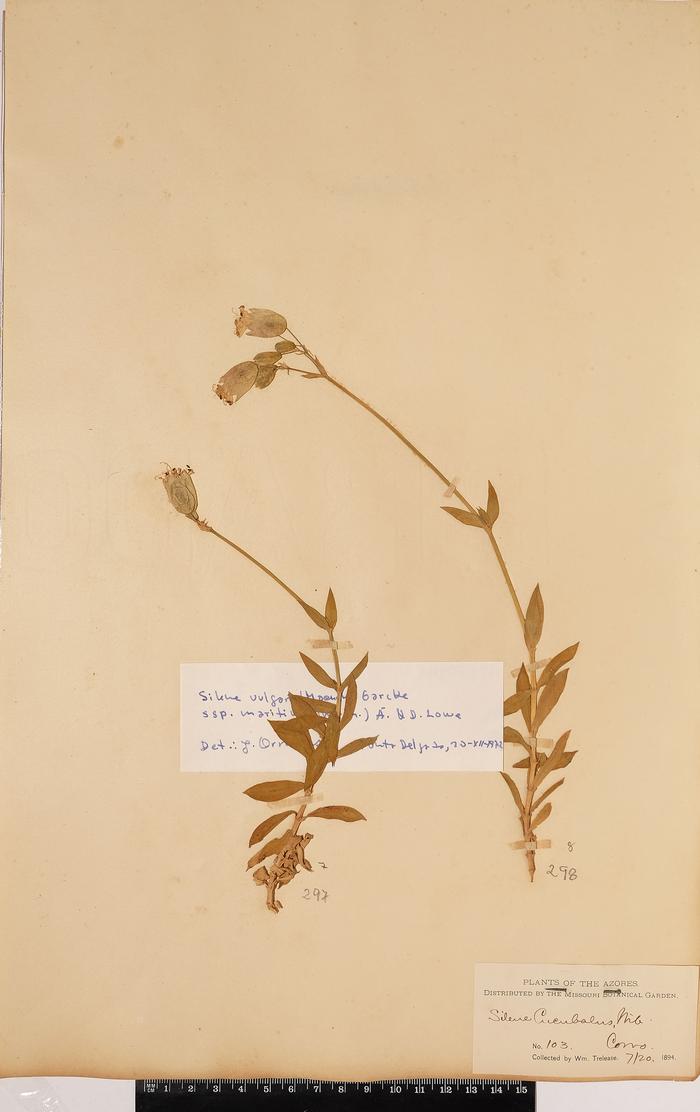 Silene uniflora Roth subsp. Uniflora
