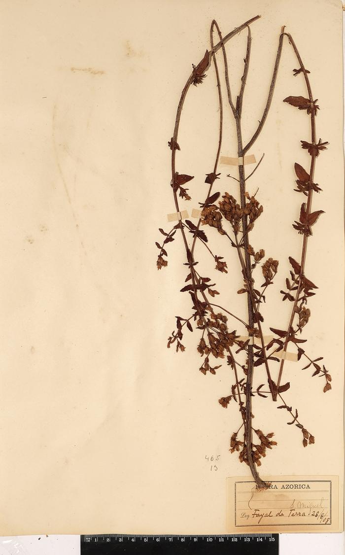 Hypericum undulatum Schousb. ex Willd.