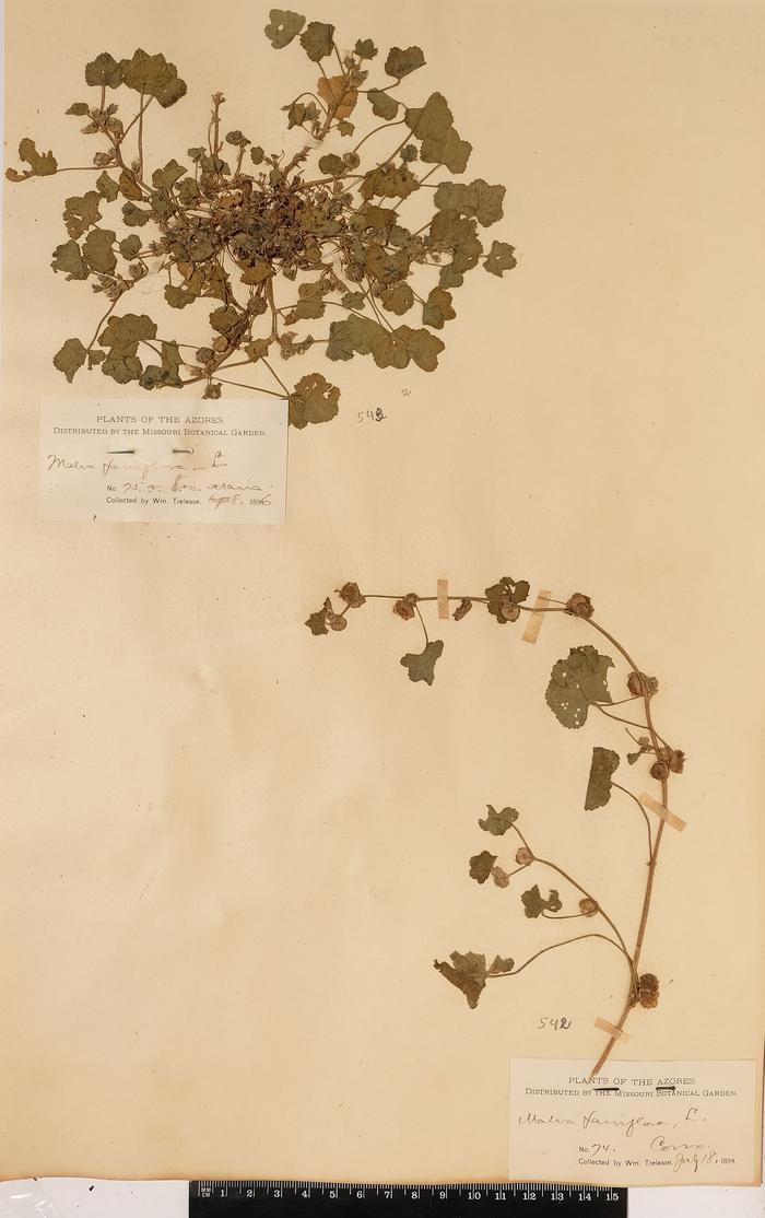 Malva parviflora L.
