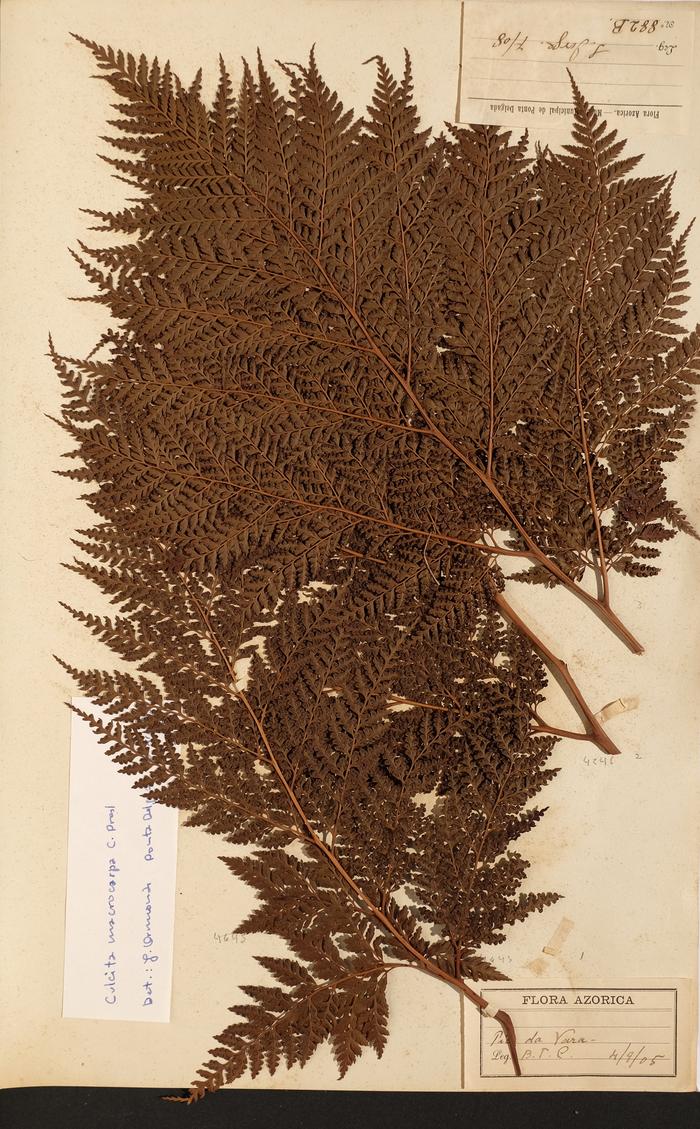 Culcita macrocarpa C. Presl;Culcita macrocarpa C. Presl
