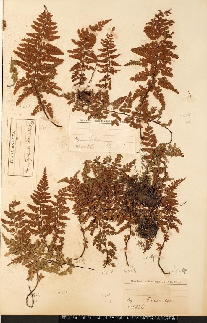 Asplenium obovatum Viv. subsp. lanceolatum (Fiori) P. Silva;Asplenium obovatum Viv. subsp. lanceolatum (Fiori) P. Silva