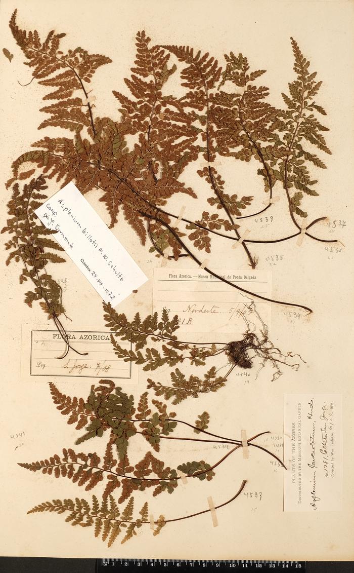 Asplenium obovatum Viv. subsp. lanceolatum (Fiori) P. Silva;Asplenium obovatum Viv. subsp. lanceolatum (Fiori) P. Silva