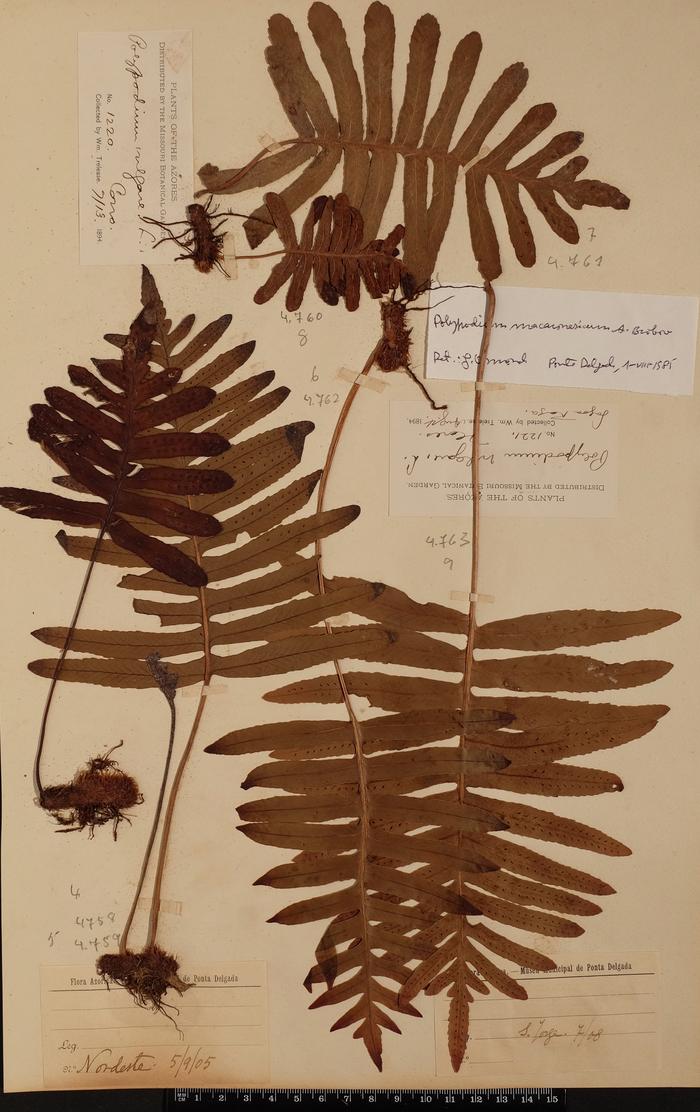 Polypodium azoricum (Vasc) R. Fern.;Polypodium azoricum (Vasc) R. Fern.