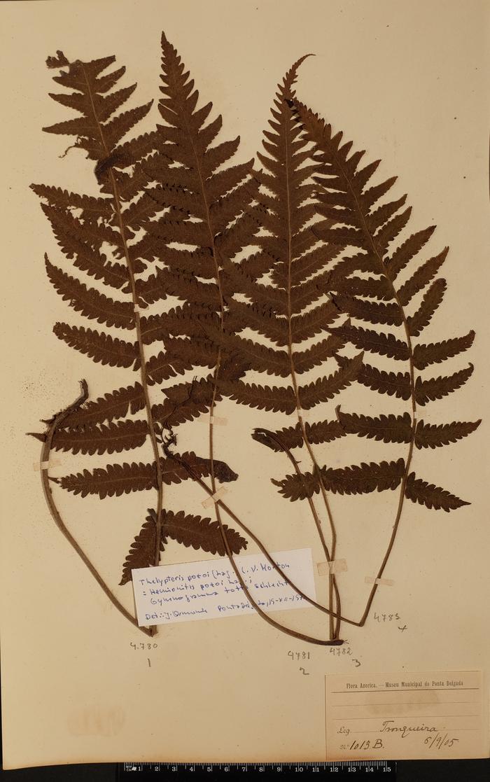 Stegnogramma pozoi (Lag.) K. Iwats.