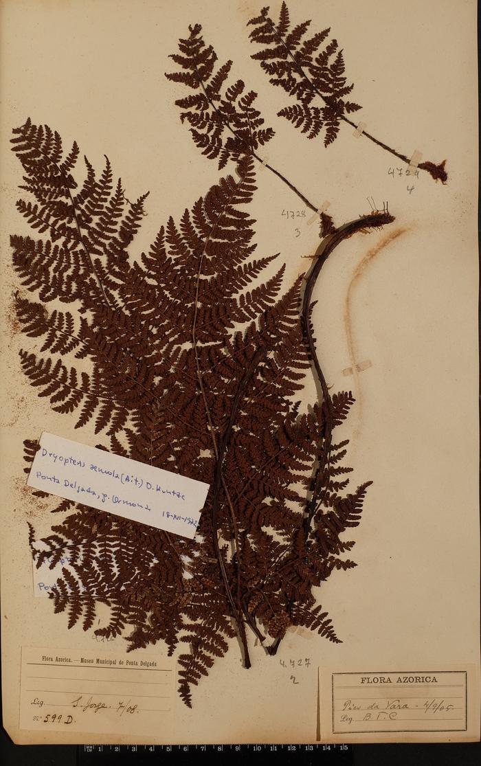 Dryopteris aemula (Aiton) O. Kuntze;Dryopteris aemula (Aiton) O. Kuntze